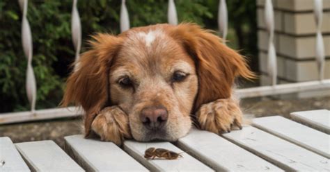 cane smarrito in val di prada|Queste sono le cose che devi assolutamente fare se trovi un cane .